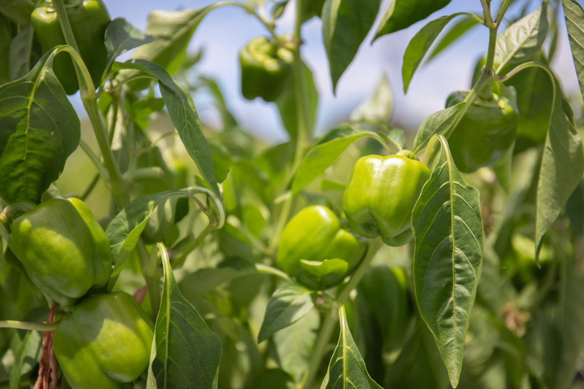 おかふるPR動画を公開! 第二弾「【オカザえもん登場】山田農園で野菜の収穫体験!こだわりがすごい有機農業の秘密に迫る!」