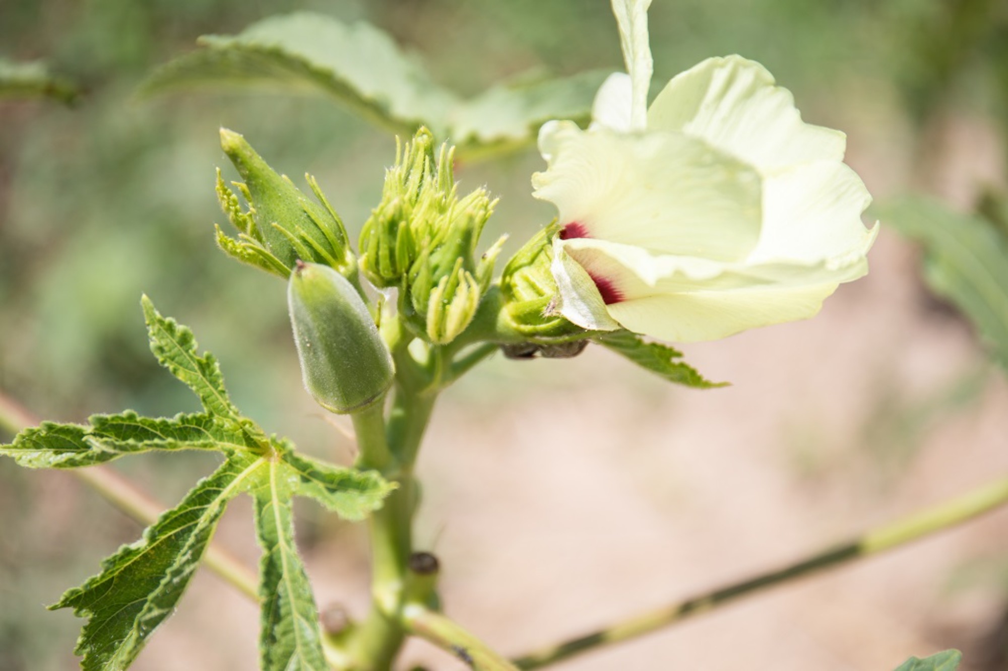 おかふるPR動画を公開! 第二弾「【オカザえもん登場】山田農園で野菜の収穫体験!こだわりがすごい有機農業の秘密に迫る!」