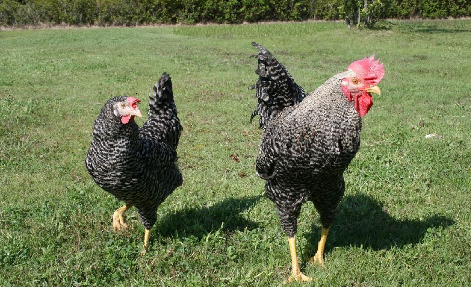 岡崎グルメとおみやげ